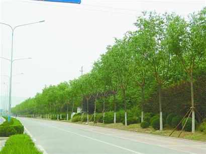 济南市中绿化全市最高 英雄山路获选市民最喜爱道路