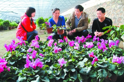 甘肃：山丹县大学生村官给花卉种植户作技术指导