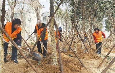 苗木工人正抓住当前植树造林大好时机，开展生态廊道建设