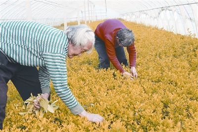 村民们在自己的育苗棚里清除杂草