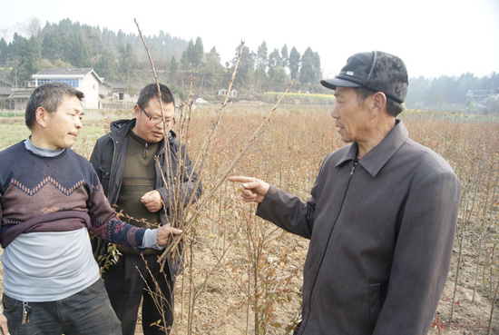 遂宁天仙镇：野樱桃嫁接日本樱花树 年产值可增20多倍