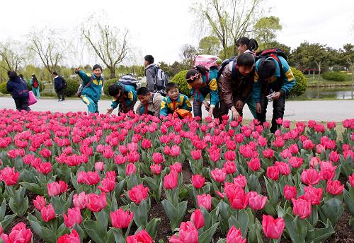 3月26日，春游的孩子在欣赏郁金香。