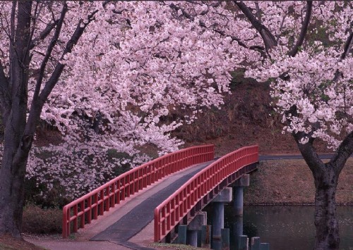 日本最美樱花赏