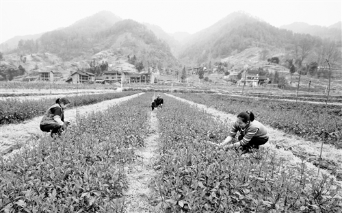 重庆：石柱打造十里花卉苗木长廊