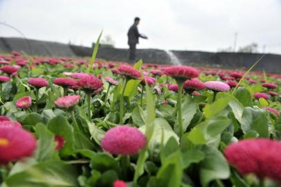 3月25日，成都市郫县，一花木苗圃老板正在给雏菊浇水以防干死，往年这时雏菊早已销售一空。