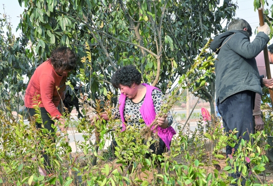 县园林局组织人员在龙源路栽植绿化苗木