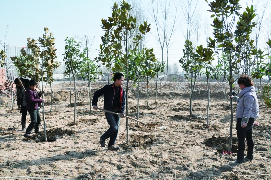 河南焦作:大力植树造林 建设生态武陟