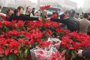 兰州城关区强制成年居民植树 未植者须缴绿化费