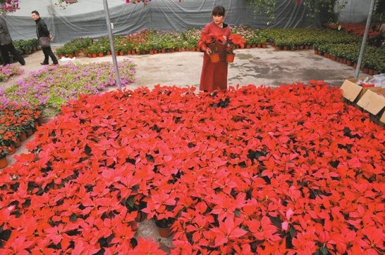 花市老板整理鲜花，等待买主光临。