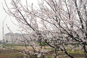 浙江东阳：春回大地 梅花似锦 