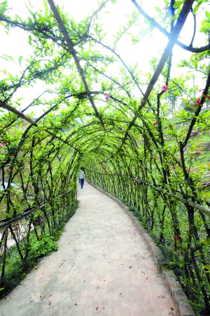 重庆：江津将办花木旅游节