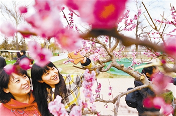 天津：地栽梅花“水上”绽放 不同时段都有可赏花卉