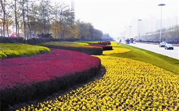 天津开发区2013年春季鲜花栽植工作基本完成