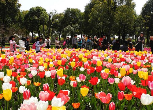 上海鲜花港第九届郁金香花展迎来首个赏花高峰