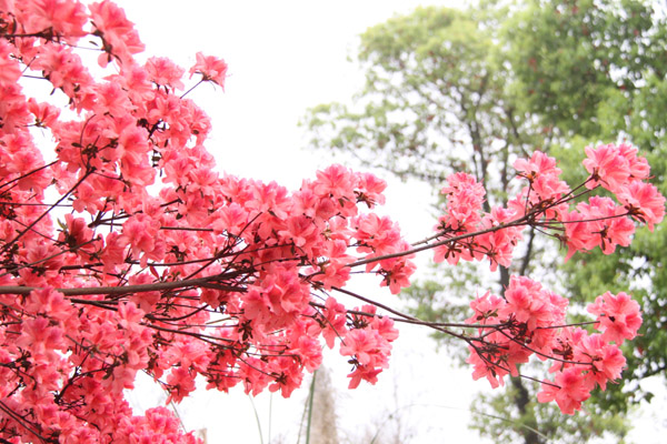 杭州2013西溪花朝节即将启幕