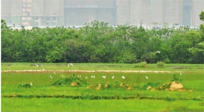 湖南：长沙3000种湿地植物等您来赏