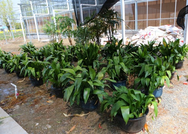 奉贤校区日常所需美化环境的植物已开始陆续来到此地的种植园里“歇息”