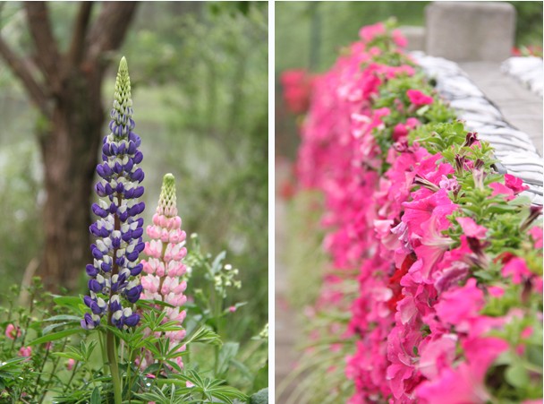 杭州2013西溪花朝节即将启幕