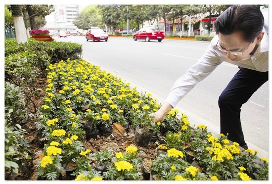 湖北：西陵区引进名贵花卉三角梅 深夜遭人连根拔走