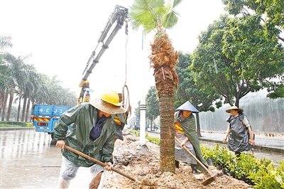 珠海迎宾路绿化提升工程打造棕榈风情路