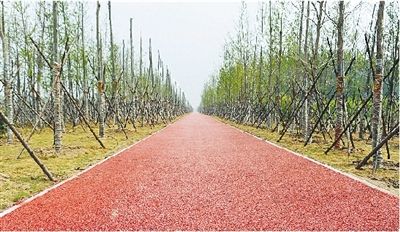 郑州：绿化面积2925万 生态廊道展芳容