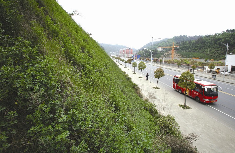 天津路两侧已治理的裸露山体郁郁葱葱