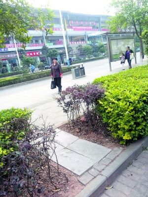 重庆:绿化带上惊现"捷径 要美观还是方便(图)