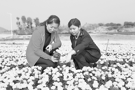 深入花卉基地进行监管