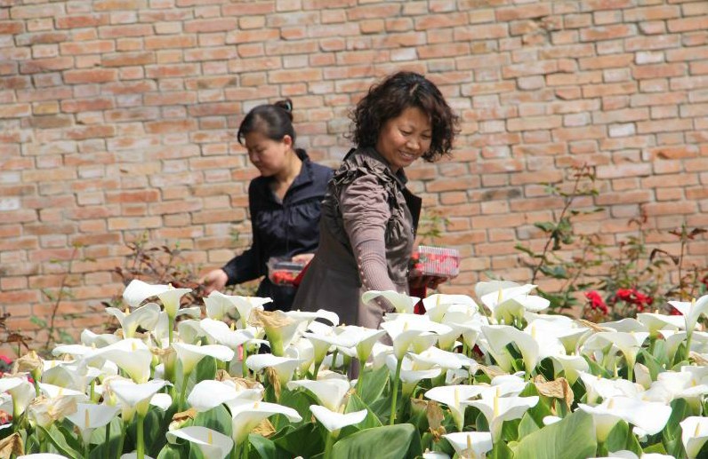 陕西榆林：花卉大棚买花忙