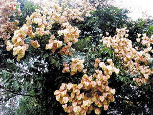 复羽叶栾树