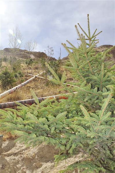 先进的高原地膜滴灌技术为树木在贫瘠的土壤中生长提供了技术支撑