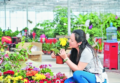 顾客在北极花谷交易中心选购鲜花