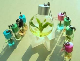 让迷你植物成为人们的“贴身宠物”