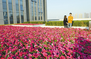 天津绿化向“上”要空间 50余座公建屋顶植花草