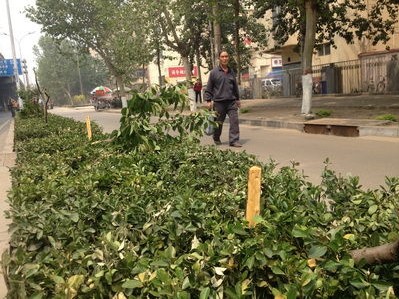 路边的樱花树，被砍得只剩一米高的枝干