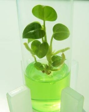 让迷你植物成为人们的“贴身宠物”