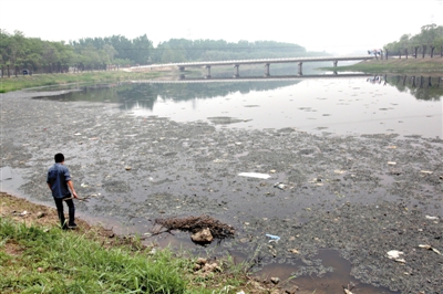 北京一湿地公园内河流漂大量死鱼布满垃圾