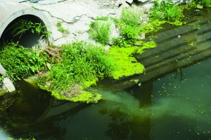 江苏宿迁：废水垃圾污染河道 城市水景观被严重破坏