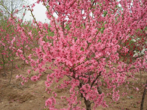 菊花桃