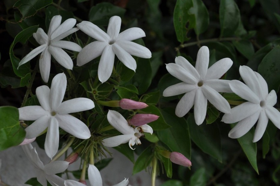 广西：横县做大茉莉花产业 茉莉花开花农笑