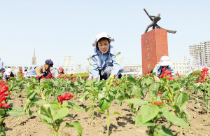 5月7日5时，市绿化管理处工作人员来到江城广场移栽鲜花。 