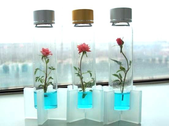 让迷你植物成为人们的“贴身宠物”