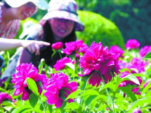 北京植物园里芍药绽 213个品种陆续开放