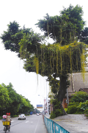 广东佛山"植物吸血鬼"菟丝子卷土重来