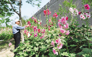 西安：老人种花护花九年 环城公园蜀葵花海争奇斗艳