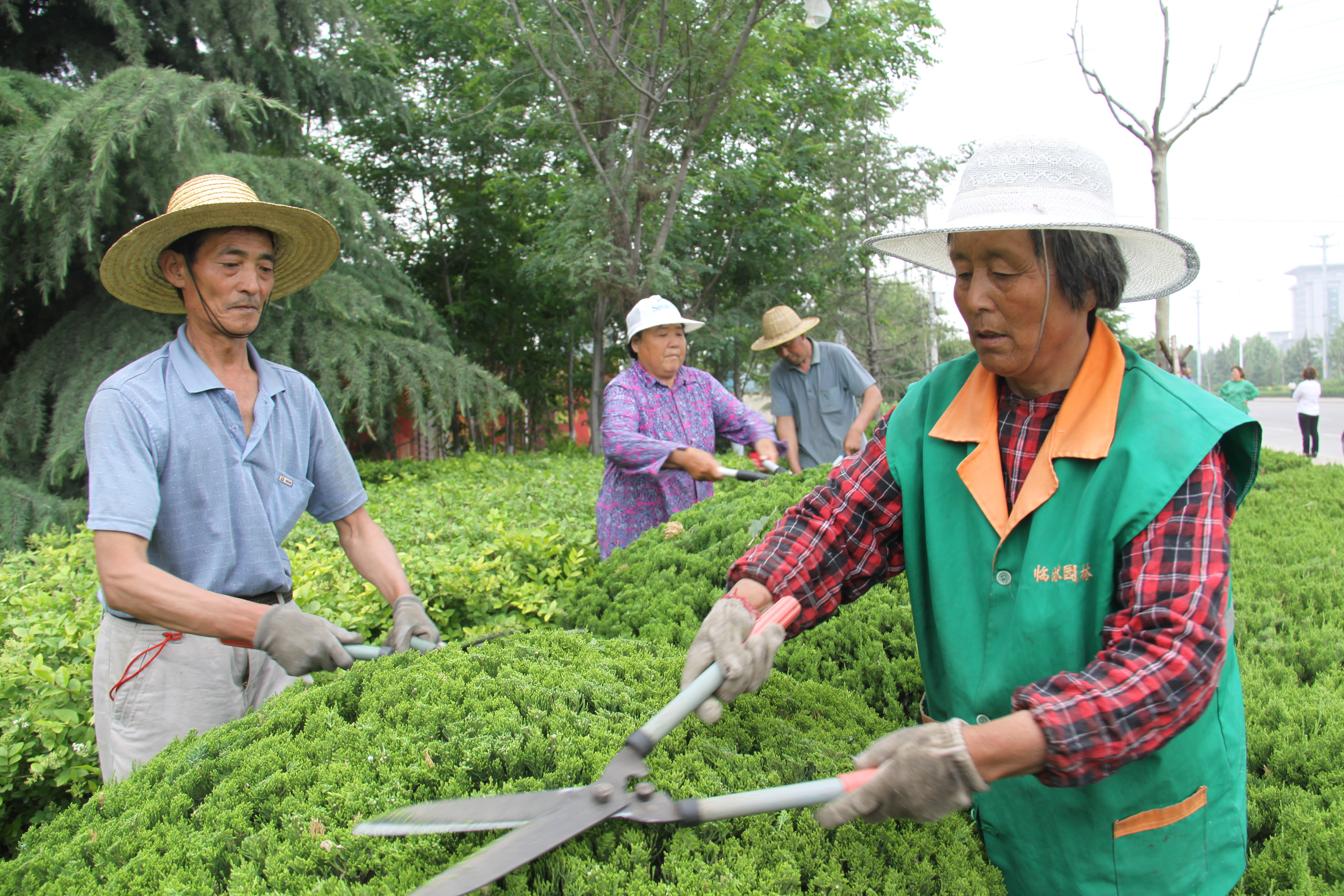 名城乡居民当上了绿地"管家"(图为城市居民正在认养的绿地内修剪苗木)