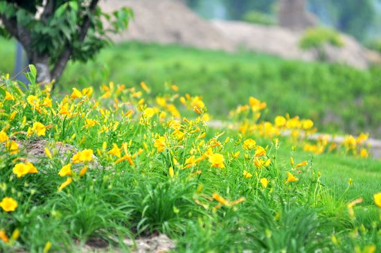 青岛：五里湖生态湿地公园 从洼地到风景区华丽变身