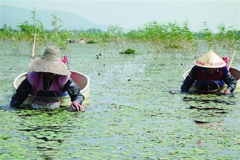 江苏：东太湖综合整治沟通河道净化水质 恢复8000亩湿地