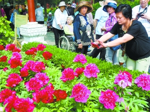 盛花期在五月中旬