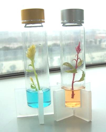让迷你植物成为人们的“贴身宠物”